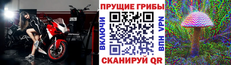 Псилоцибиновые грибы Cubensis купить наркотик Мглин